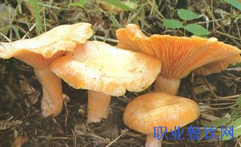 菌物文化_菌类文化_菌类介绍/