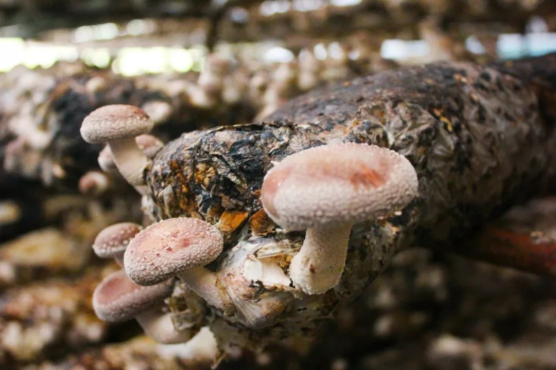 菌类功效_菌类的药用价值_各种菌类功效/