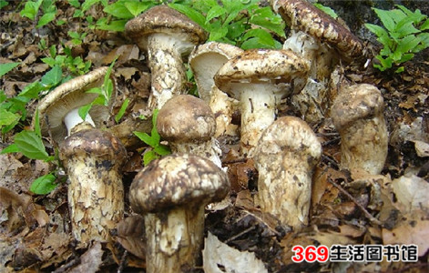 菌类功效_菌类火锅里面的菌类_一种菌类干菜