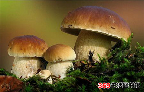 菌类功效_一种菌类干菜