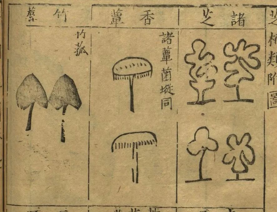 菌类做法_杂菇菌类的做法大全_菌类蘑菇汤的做法大全/