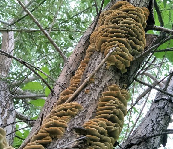 菌类功效_中国菌类批发基地_镰刀菌类/