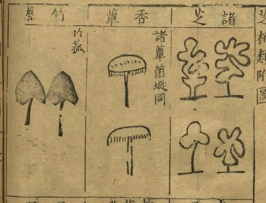 菌物文化_菌类文化_菌类介绍/