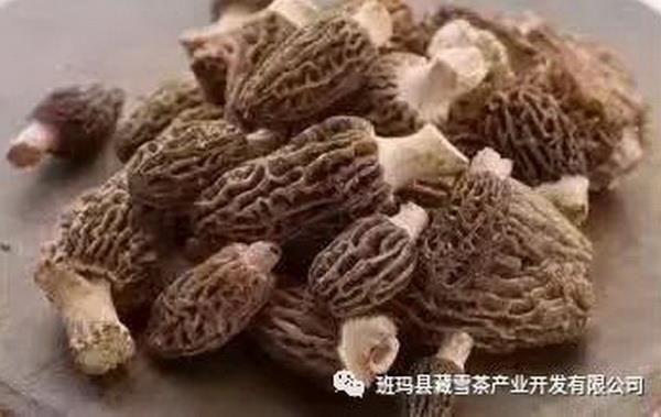 菌类文化_菌菇文化有哪些_菌类介绍/