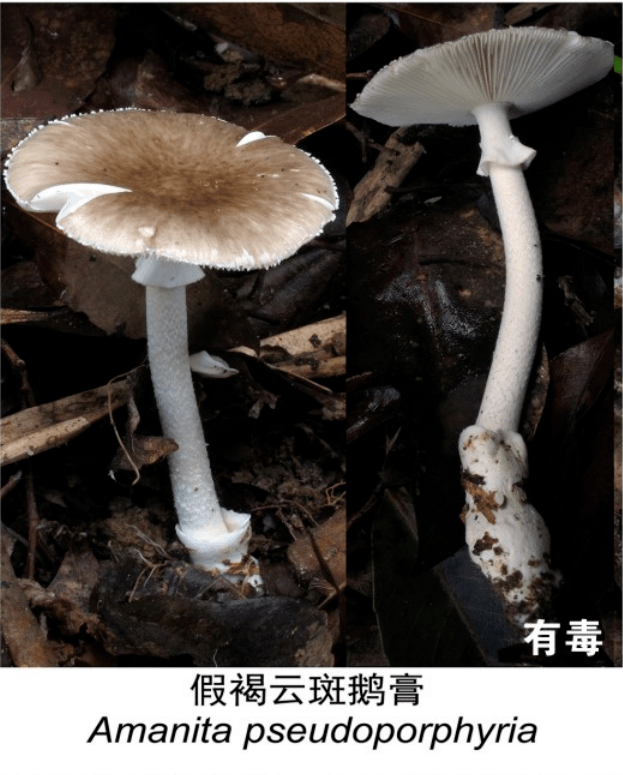 菌类价格_菌类价格表_菌类价格走势/