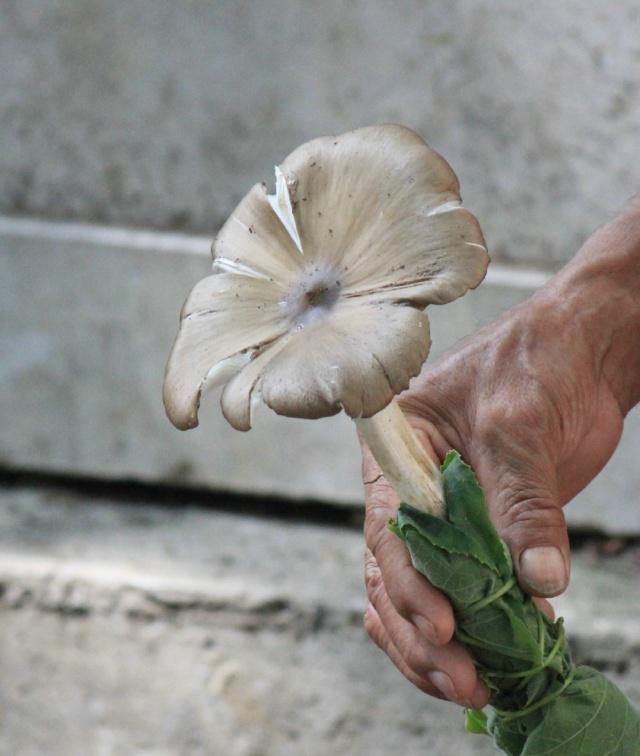 菌类价格_菌类价格上涨原因_菌类价格一览表/