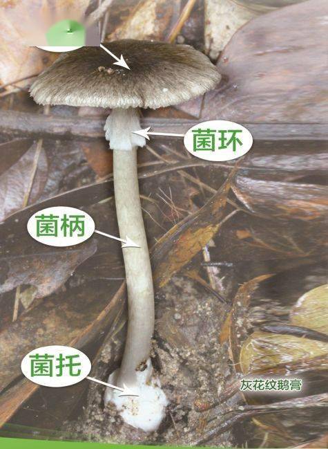 菌类价格走势_菌类价格表_菌类价格/