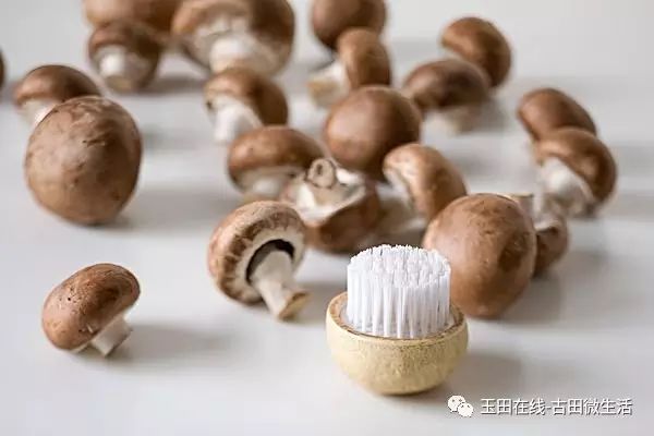 菌类功效_各种菌的功效与作用_菌类功效及营养价值