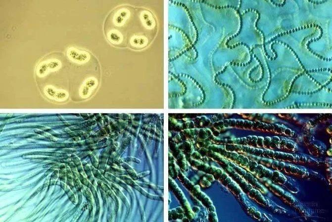 菌类知识_菌类知识题库大全_菌类知识百科