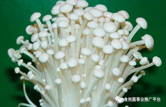 菌类价格表_菌类价格_菌类价格上涨原因