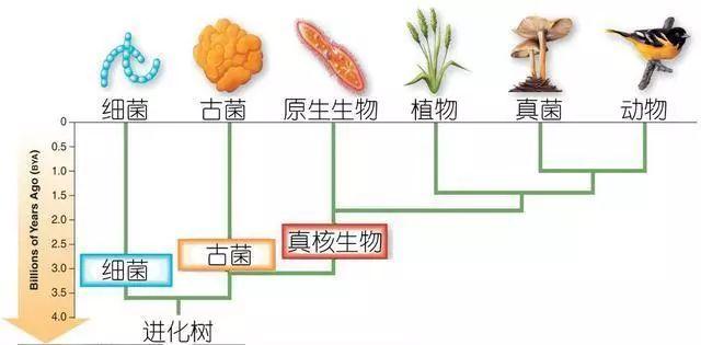 科普研学知识：说说各种常见食用菌（蘑菇）