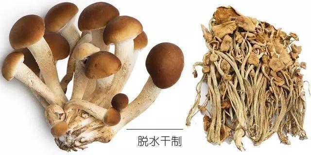 科普研学知识：说说各种常见食用菌（蘑菇）