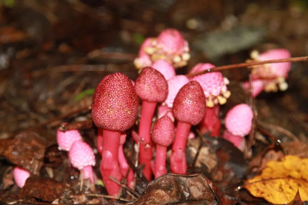 菌类知识百科_菌类知识点总结_菌类知识