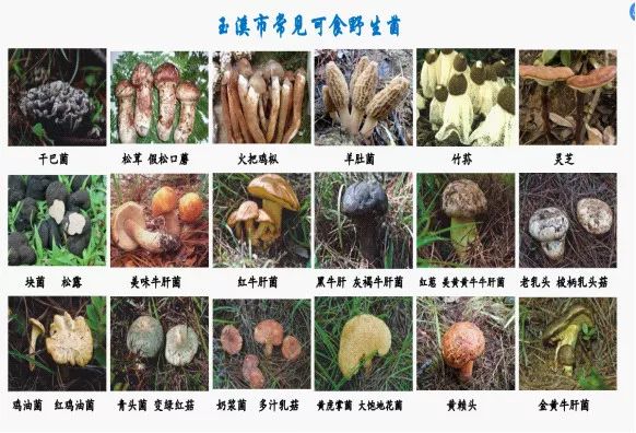 菌类新闻_食用菌新闻_野生菌新闻稿