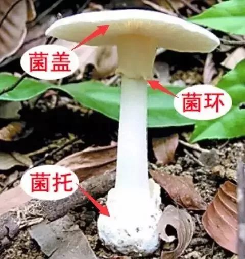 菌类新闻_野生菌新闻稿_食用菌新闻