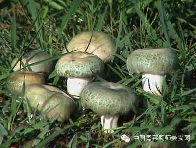 菌类知识百科_菌类知识点_菌类知识