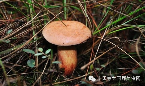 菌类知识点_菌类知识百科_菌类知识