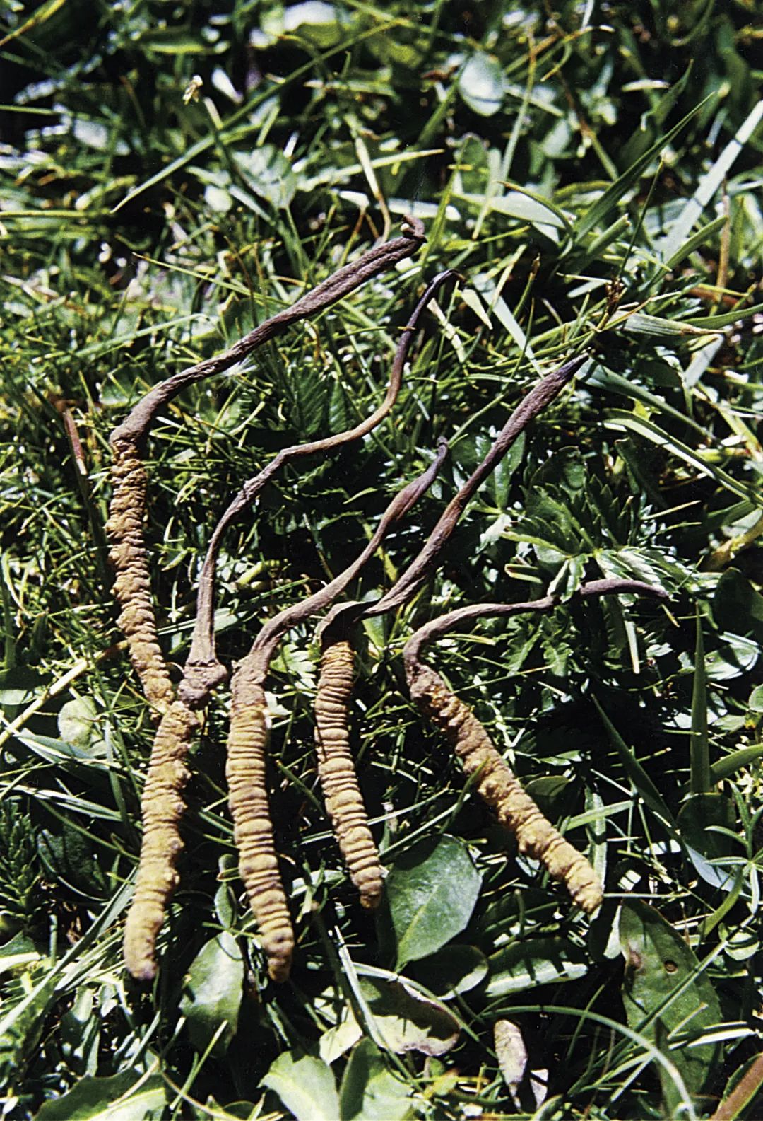 菌类有哪些_菌类功效_孕妇能吃菌类食物吗