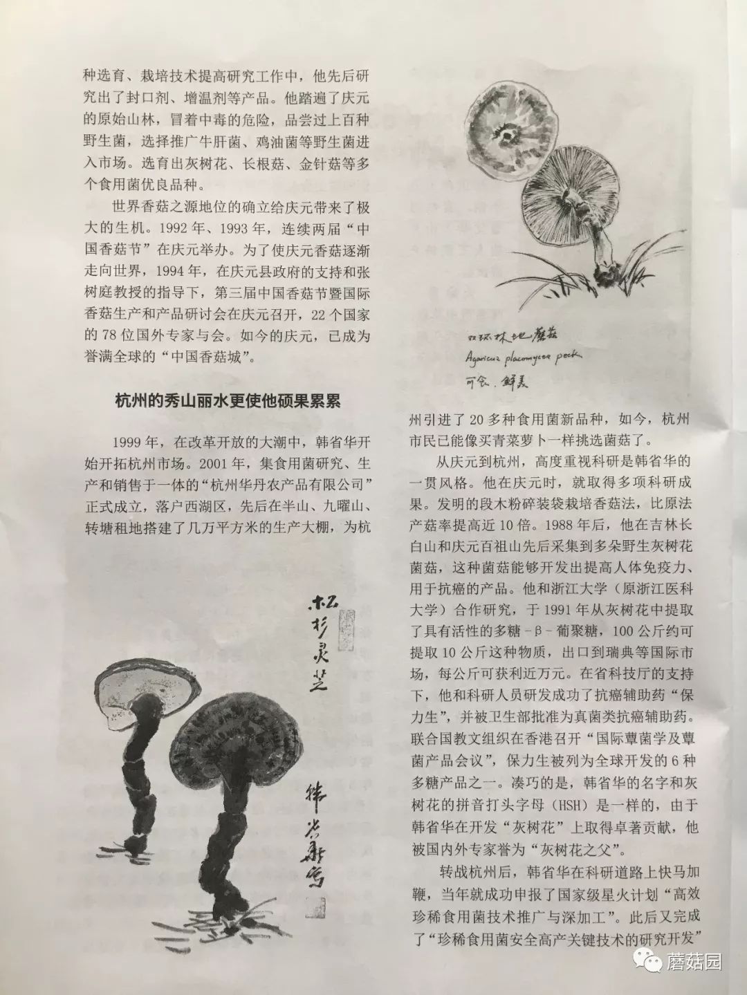 菌类文化_菌类介绍_菌类文化艺术作品