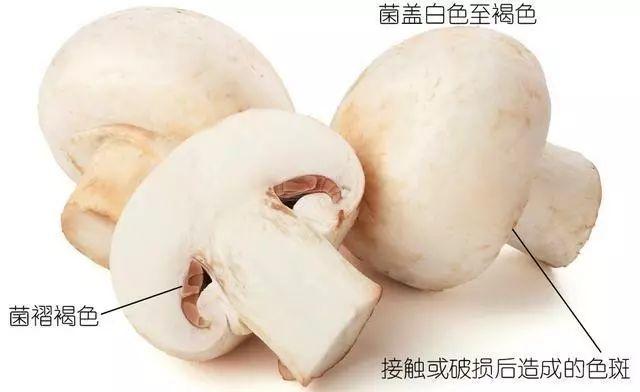 科普研学知识：说说各种常见食用菌（蘑菇）