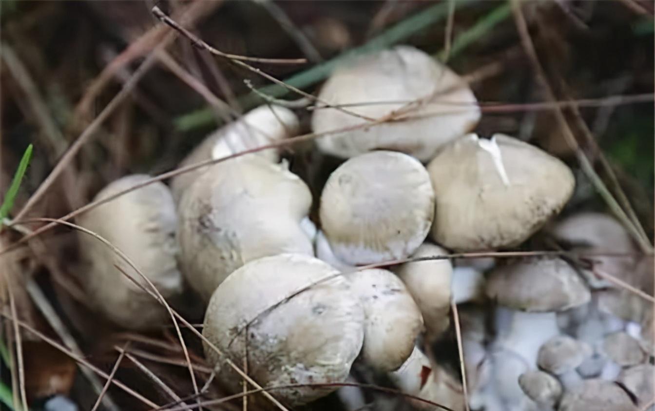 菌物文化_菌类文化_菌类介绍/