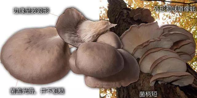 科普研学知识：说说各种常见食用菌（蘑菇）