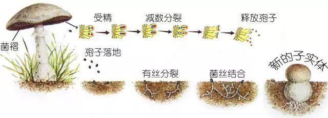 科普研学知识：说说各种常见食用菌（蘑菇）