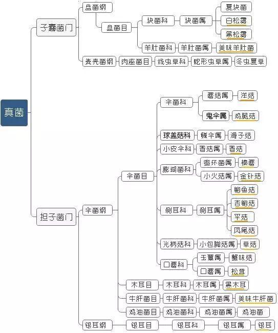 科普研学知识：说说各种常见食用菌（蘑菇）