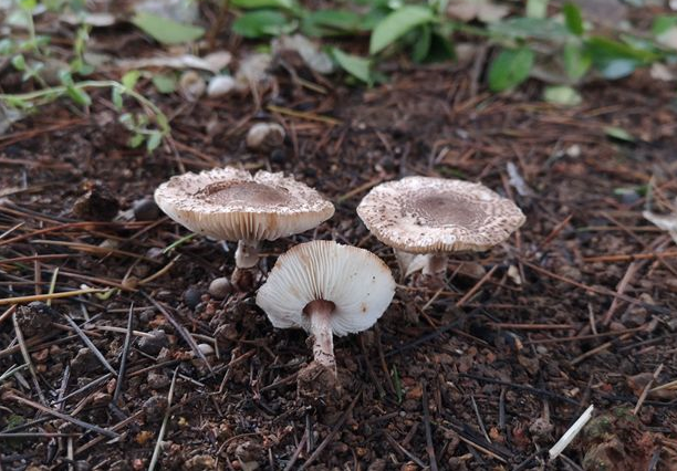 野生菌新闻稿_菌类宣传海报_菌类新闻