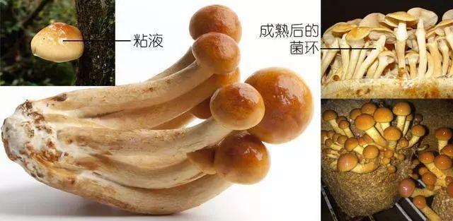 科普研学知识：说说各种常见食用菌（蘑菇）