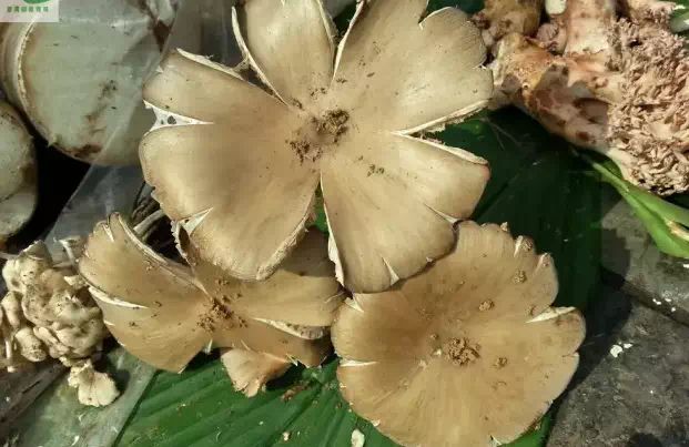 各种菌类功效_菌类的药用价值_菌类功效