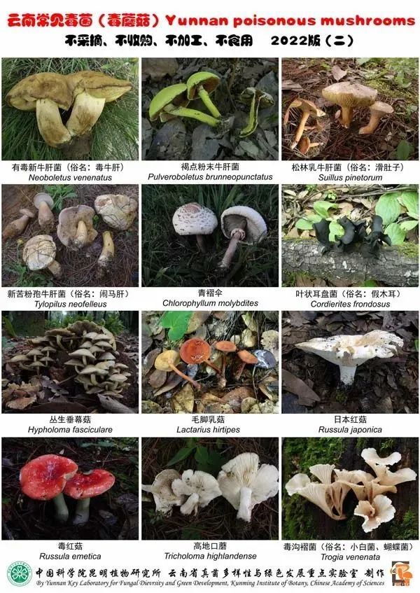 菌类宣传海报_菌类新闻_野生菌新闻稿