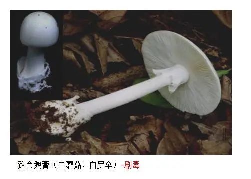 菌类新闻_食用菌新闻_菌类宣传海报