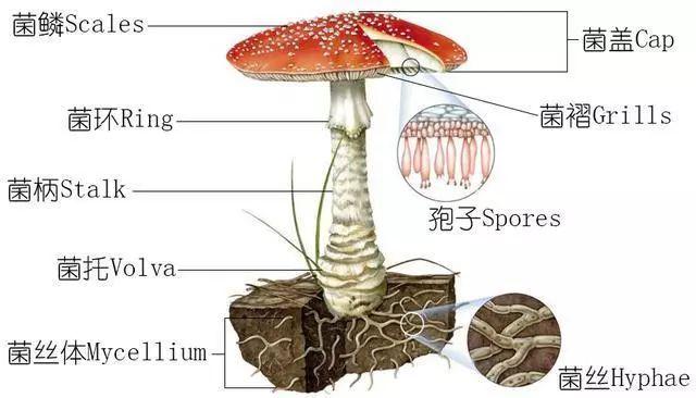 科普研学知识：说说各种常见食用菌（蘑菇）