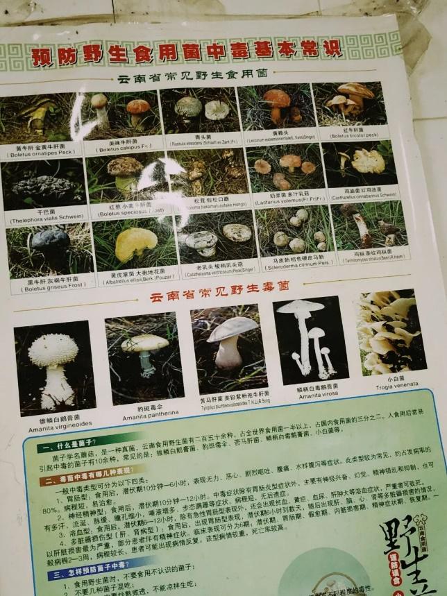 菌类新闻_菌类宣传海报_食用菌新闻