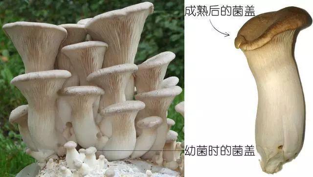 科普研学知识：说说各种常见食用菌（蘑菇）