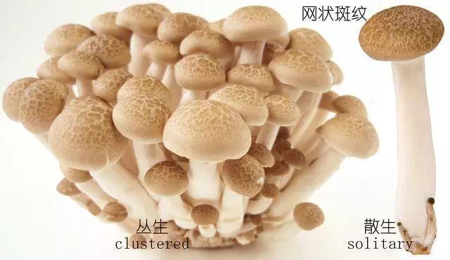 科普研学知识：说说各种常见食用菌（蘑菇）