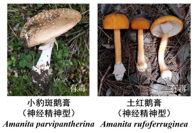 食用菌新闻_野生菌新闻稿_菌类新闻