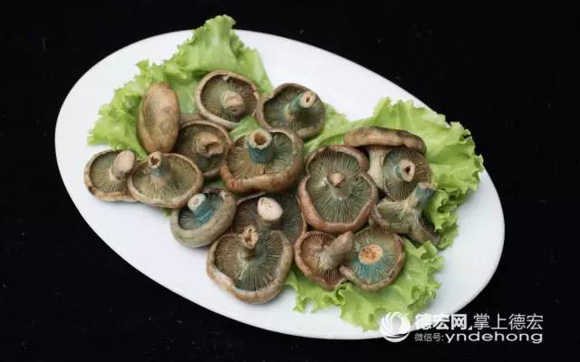 菌类新闻_食用菌新闻_野生菌新闻稿