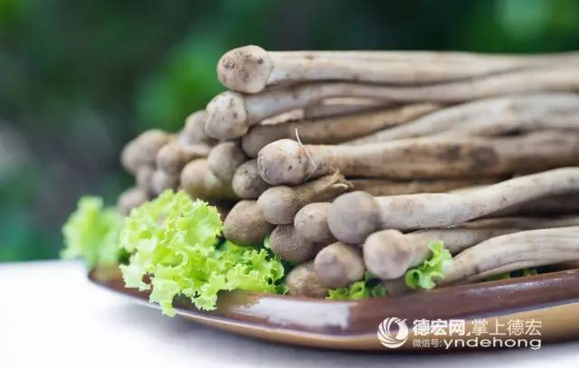 菌类新闻_野生菌新闻稿_食用菌新闻