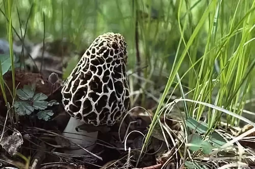 食用菌新闻_野生菌新闻稿_菌类新闻