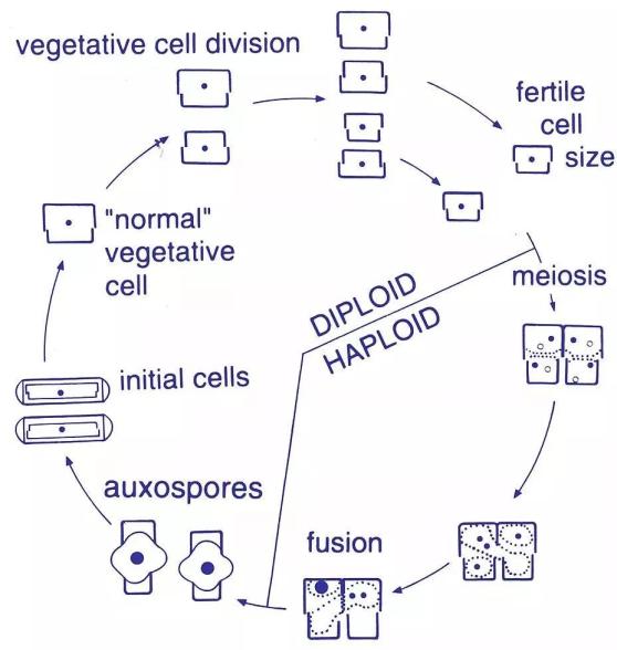 菌类知识科普_菌类知识点总结_菌类知识