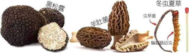 科普研学知识：说说各种常见食用菌（蘑菇）