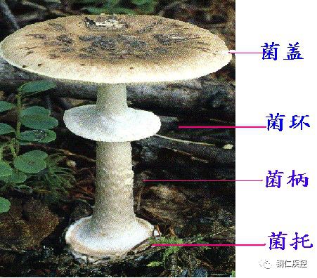 菌类知识_菌类知识点总结_菌类知识题库大全