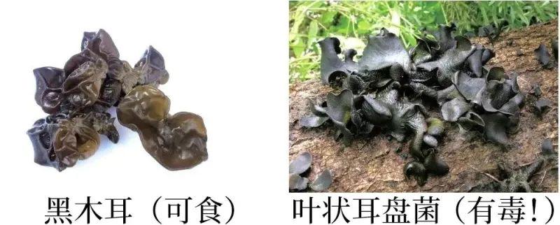 菌类新闻_菌类宣传海报_野生菌新闻稿