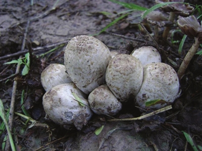 野生菌新闻稿_菌类宣传海报_菌类新闻