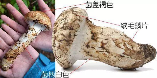 科普研学知识：说说各种常见食用菌（蘑菇）