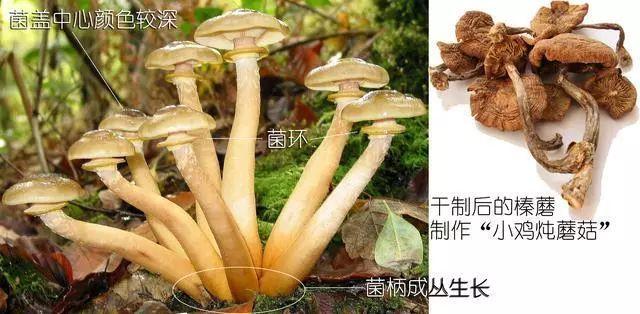 科普研学知识：说说各种常见食用菌（蘑菇）