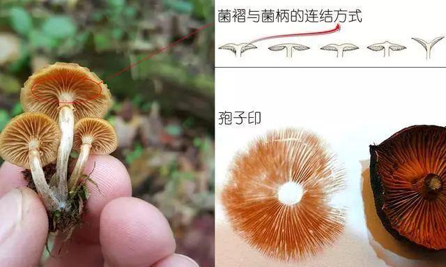 科普研学知识：说说各种常见食用菌（蘑菇）