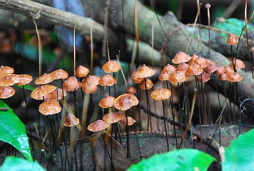 菌类新闻_菌类宣传海报_野生菌新闻稿